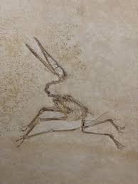 It was named in 1809 by georges cuvier. Pterodactylus Kochi Wagner 1837 Die Fossilien Von Solnhofen