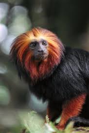 Tamarin Monkey Portrait Amazon Rainforest Brazil Rainforest Animals Primates Animals
