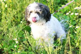 Once you know where to look! How To Make Homemade Low Calorie Dog Treats