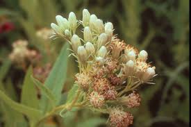 Image result for Aeollanthus suaveolens