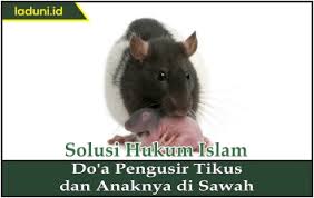 Berarti, kamu harus pakai cara versi kami. Do A Pengusir Tikus Dan Anaknya Di Sawah Hewan Qurban Dan Aqiqah Laduni Id