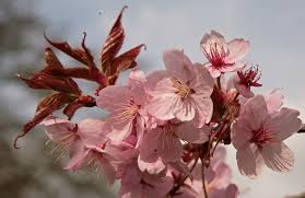 さくら or サクラ).they generally refer to ornamental cherry trees, not to cherry trees that produce fruit for eating. Sargent Cherry Barcham Trees