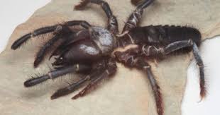 Despite its name, camel spider is not a spider. Pin On Love Love Love