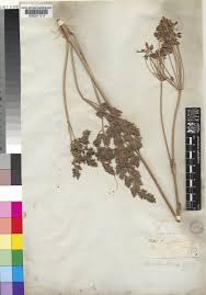 Image result for Afrosciadium