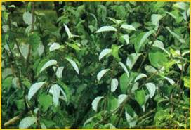 Image result for Pouzolzia parasitica