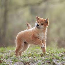 The japanese shiba inu is a hunting dog breed. 1 Shiba Inu Puppies For Sale In Florida Uptown Puppies