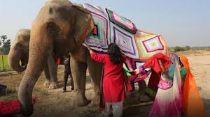 Elephant insurance customer service phone number #3 : Villagers Knit Jumpers For Indian Elephants To Protect The Large Mammals From Near Freezing Temperatures The Independent The Independent