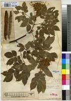 Image result for Albizia grandibracteata