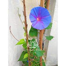Saat itu hatiku memang sedang kesal. Anak Pokok Bunga Seri Pagi Morning Glory ç‰µç‰›èŠ± Shopee Malaysia