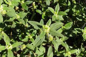 Image result for Spermacoce sphaerostigma