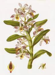 Professional Supplier For Dendrobium Nobile Powder Extract Nutra Green