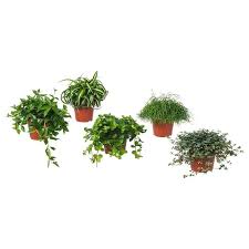 Himalayamix Pflanze Versch Arten 12 Cm Ikea Deutschland Pflanzen Zimmerpflanzen Ideen Hangepflanzen Zimmer