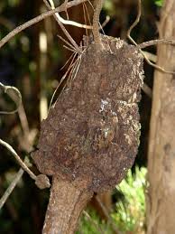 Image result for Rhizobium radiobacter, syn. Agrobacterium tumefaciens