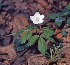 Image result for Ranunculaceae