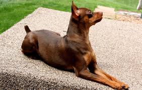 Pinchers 68 Fotograf Bir Kopek Grubunun Ozellikleri Avustralya Japon Ve Kraliyet Turlerinin Yavrularinin Tanimi Standart Bir Pinscher Nasil Gorunur