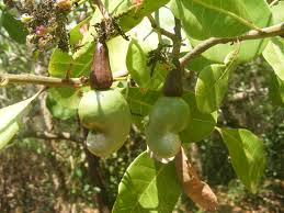 We did not find results for: Cashew Nut Tree And Fruit Fruit Trees