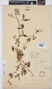 Image result for Crotalaria barkae