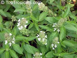 Image result for Ocimum americanum