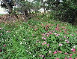 Image result for Impatiens wallerana