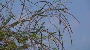 Image result for Tephrosia linearis