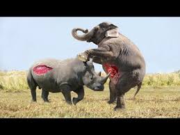 Elephant Vs Crocodile Vs Buffalo Vs Hyena Attack Fight Caught On Camera Video Dailymotion