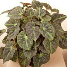 Pin On Begonias