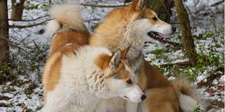 Image result for západosibiřská lajka