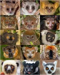 Lemurs are part of a class of primates known as prosimians, and make up the only on a few islands: Evolution Of Facial Color Pattern Complexity In Lemurs Scientific Reports