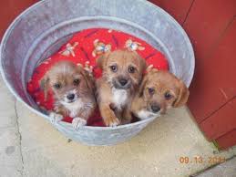 1 smooth coat red dapple male $500, 1 smooth red male $500, 1. Dachshund Mix Puppies For Sale Wisconsin