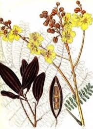Image result for Peltophorum pterocarpum