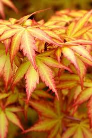 Image result for Acer palmatum `Orange Dream`