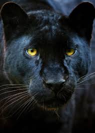 See more ideas about wild cats, black panther, panther. Wild Black Panther Head Poster By Mk Studio Displate