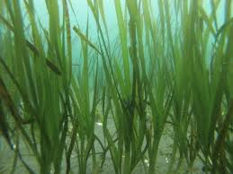 Image result for Zosteraceae