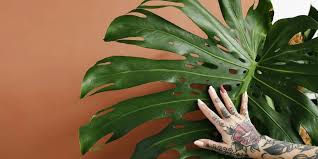 Image result for Monstera