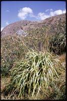 Image result for Ancistrorhynchus tenuicaulis