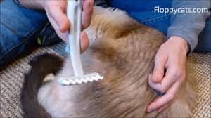 While they usually don't do as good of a job getting all the brushing backward can irritate your cat and damage her fur. Best Cat Comb For Long Hair Ez Groomer Cat Shedding Comb Product Review Cat Toilet Training Cat Grooming Tools Cat Toilet
