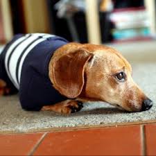 Xs Mavi Thundershirt Sakinlestirici Kopek Giysisi