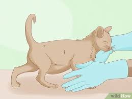 How To Identify Worms In A Cat 14 Steps With Pictures Wikihow Pet