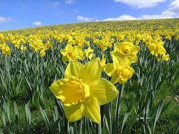 Daffodil Field Daffodils Daffodil Day Flower Field