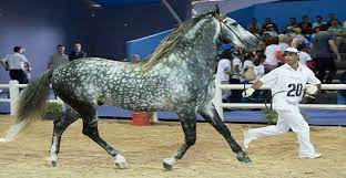 Check spelling or type a new query. Onzieme Edition Du Salon Du Cheval D El Jadida Du 16 Au 21 Octobre 2018 H24info