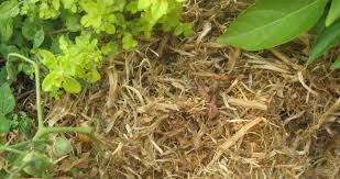 What is the best mulch for my garden. Which Garden Mulch Is Best Sustainable Gardening Australia