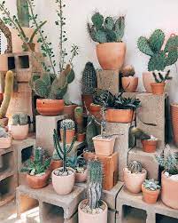 Organ pipe cactus is also known as pitayo dulce or arizona organ pipe. 30 Creative Ways To Wall Display House Plants With Cactus Plants Cactus Planter Cactus Garden