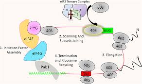 The best free translator is a perfect translation tool. Frontiers Protein Kinases At The Intersection Of Translation And Virulence Cellular And Infection Microbiology