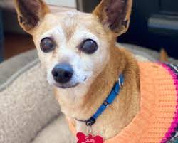 Rob schneider teljes filmek magyarul tekintse át a rob schneider teljes filmek magyarul fotók gyűjteménye. Filmek Hd A Masik Missy Teljes Online Mozicsillag Colorado Animal Rescue
