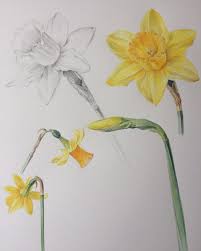 Shevaun Doherty Shevaundohertyartist Instagram Photos And Videos Flower Drawing Flower Art Flower Drawing Images