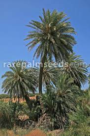 Discovered in crete in 1967, it is one of the few european palms, along with chamaerops humilis. Phoenix Theophrasti Cretan Date Palm Buy Seeds At Rarepalmseeds Com