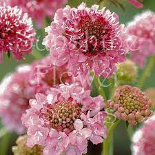 Scabiosa Atropurpurea Salmon Queen Seeds Pincushion Flower Sweet Scabious Sunshine Flower Seeds Unique Cottage G Flower Seeds Yucca Plant Fragrant Flowers