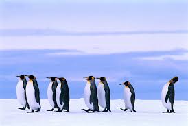 What does penguin do, and how to you deal with it? This Penguin On A Treadmill Shows How Waddles Work Smart News Smithsonian Magazine