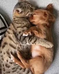 The Cat S Meow Video Cute Baby Animals Funny Animal Videos Cute Funny Animals