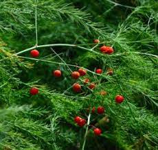Pin On Tips For Grow Asparagus